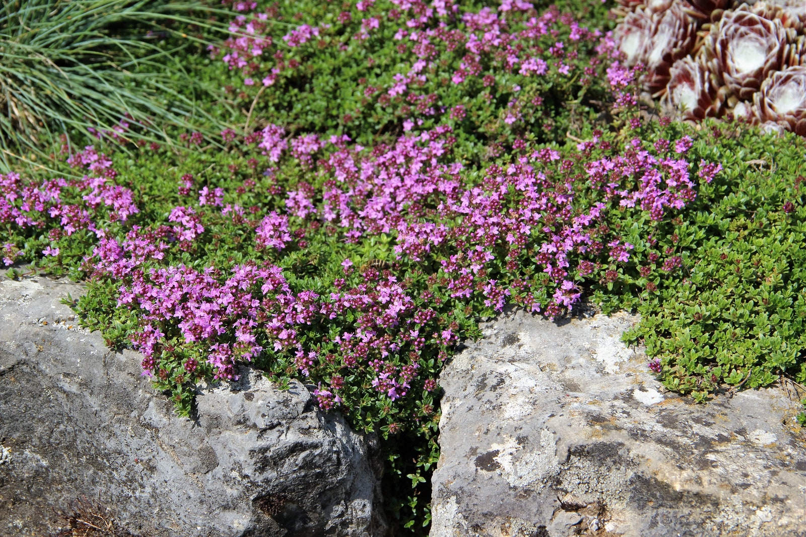 The delicate flowers of creeping thyme Thymus serpyllum brighten a hohum lawn.